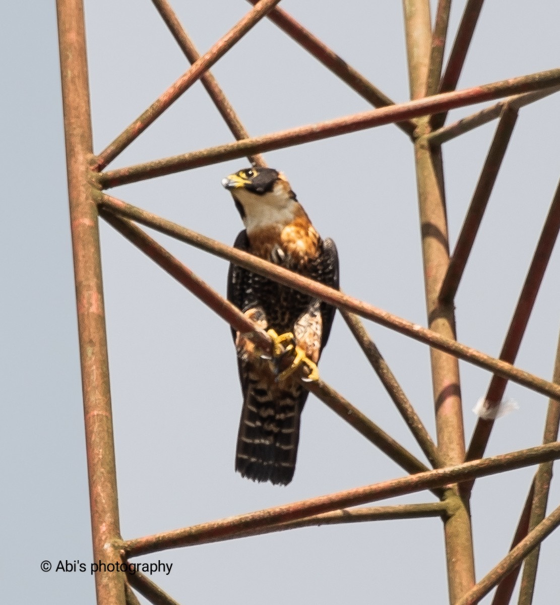 Orange-breasted Falcon - ML646772126