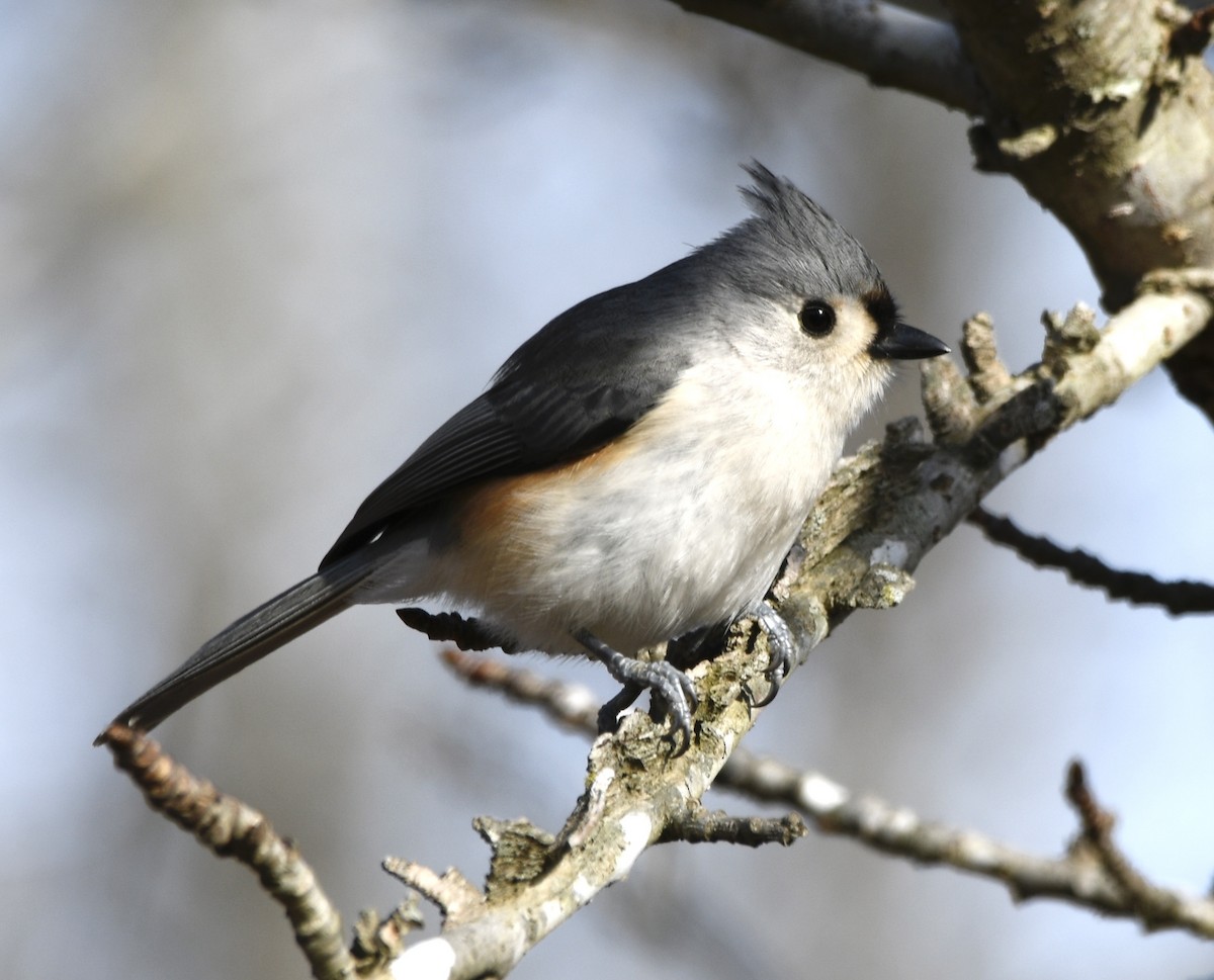Tufted Titmouse - ML646772130