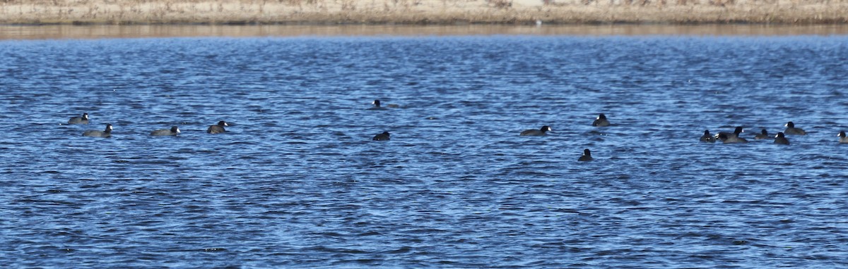 Focha Americana - ML646772136