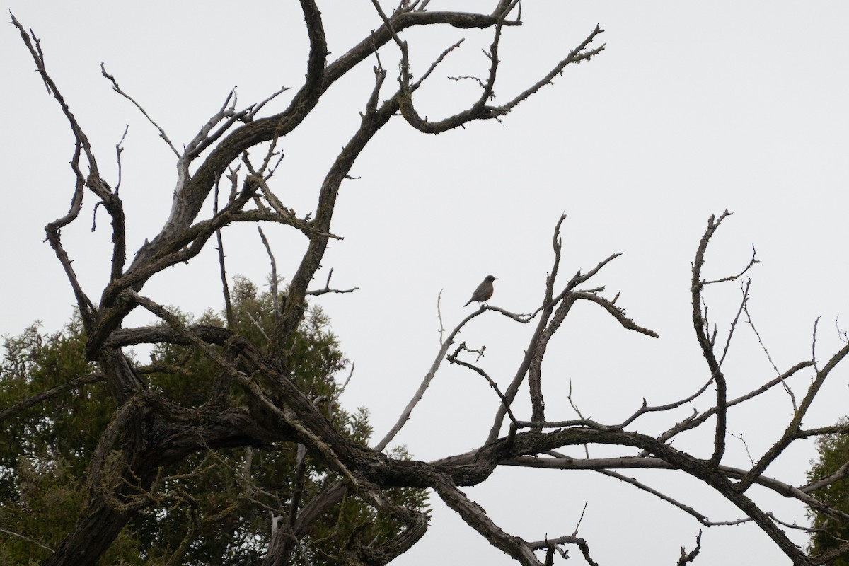 Дрізд мандрівний - ML646772139