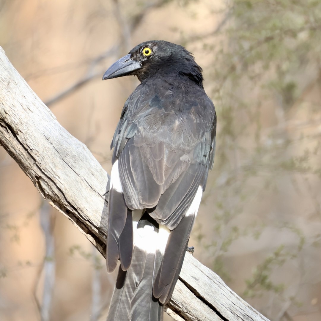 Verdugo Pío - ML646772140