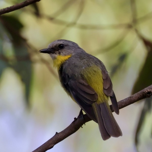 Doğulu Sarı Bülbül - ML646772143