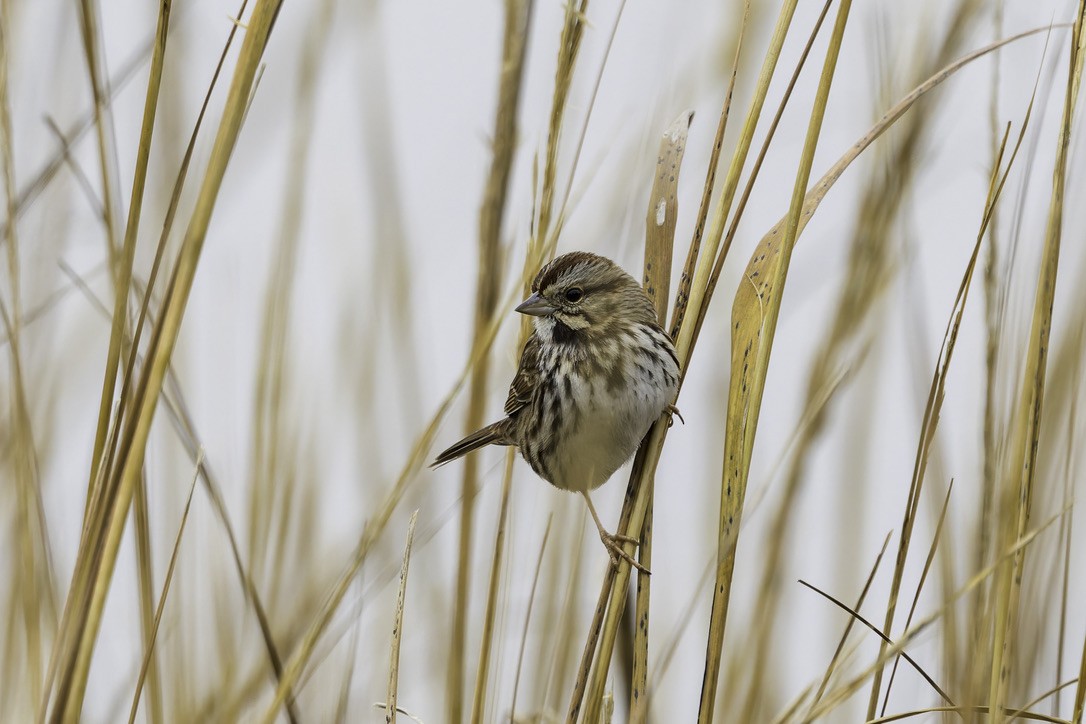 Song Sparrow - ML646772147