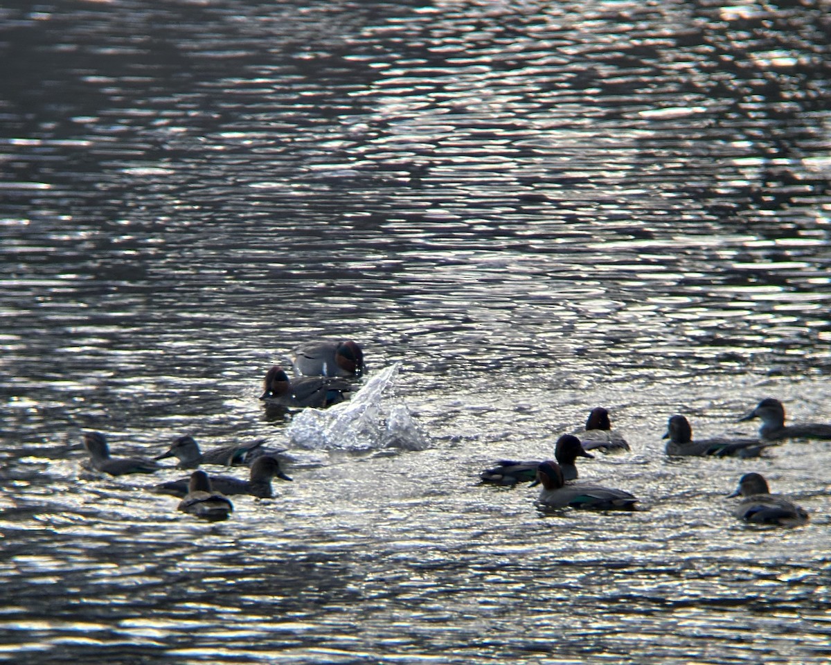 Zertzeta arrunta - ML646772150