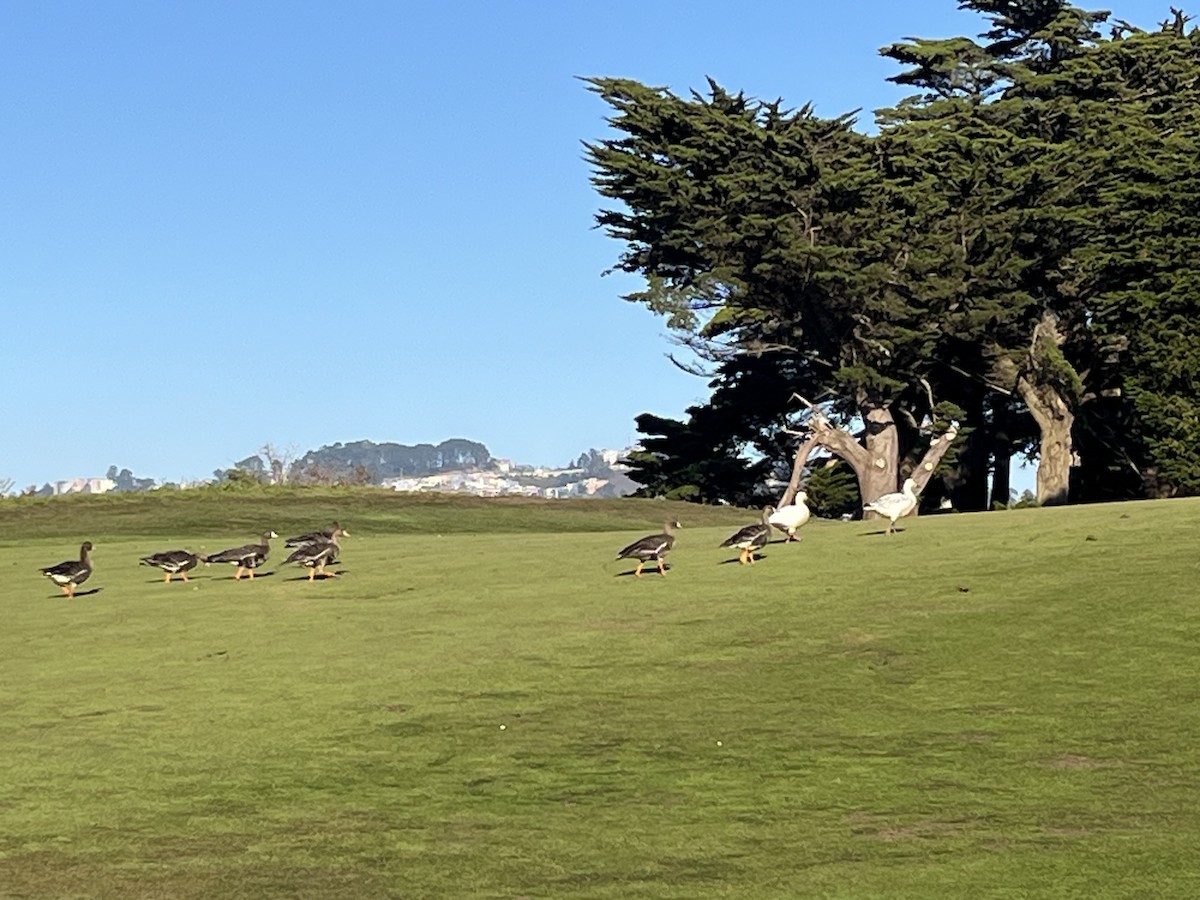 Snow Goose - ML646772152