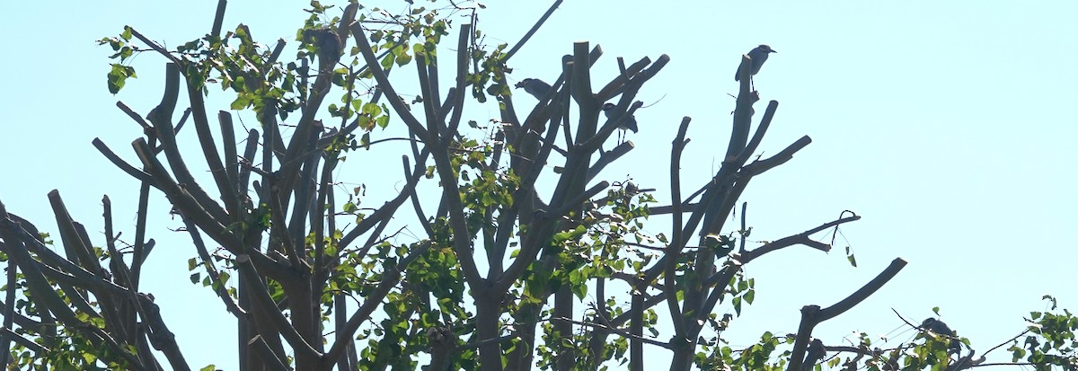 kvakoš žlutočelý - ML646772154