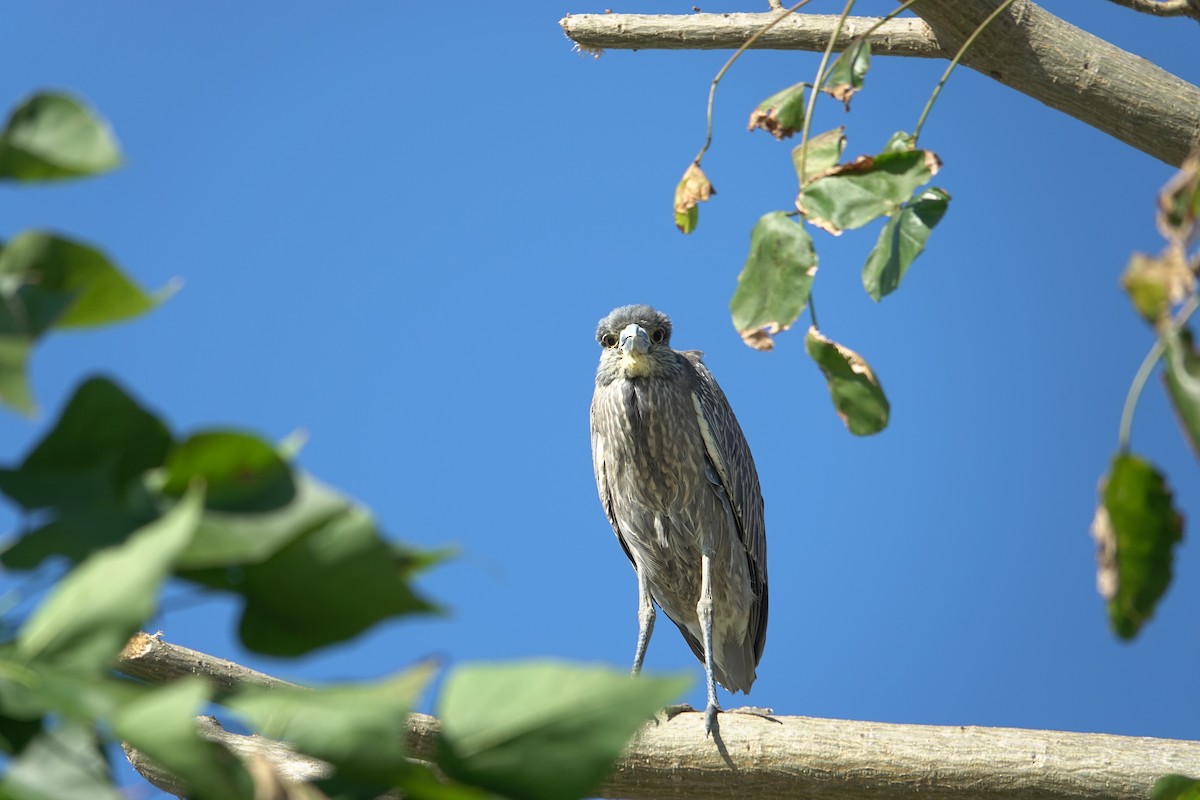 kvakoš žlutočelý - ML646772155