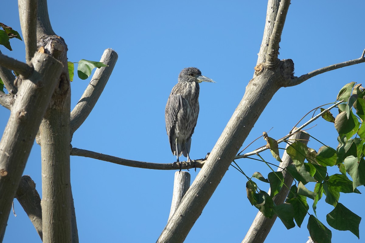 kvakoš žlutočelý - ML646772156