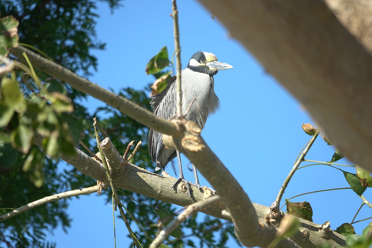 kvakoš žlutočelý - ML646772157