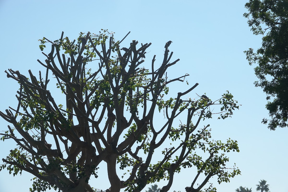 kvakoš žlutočelý - ML646772158