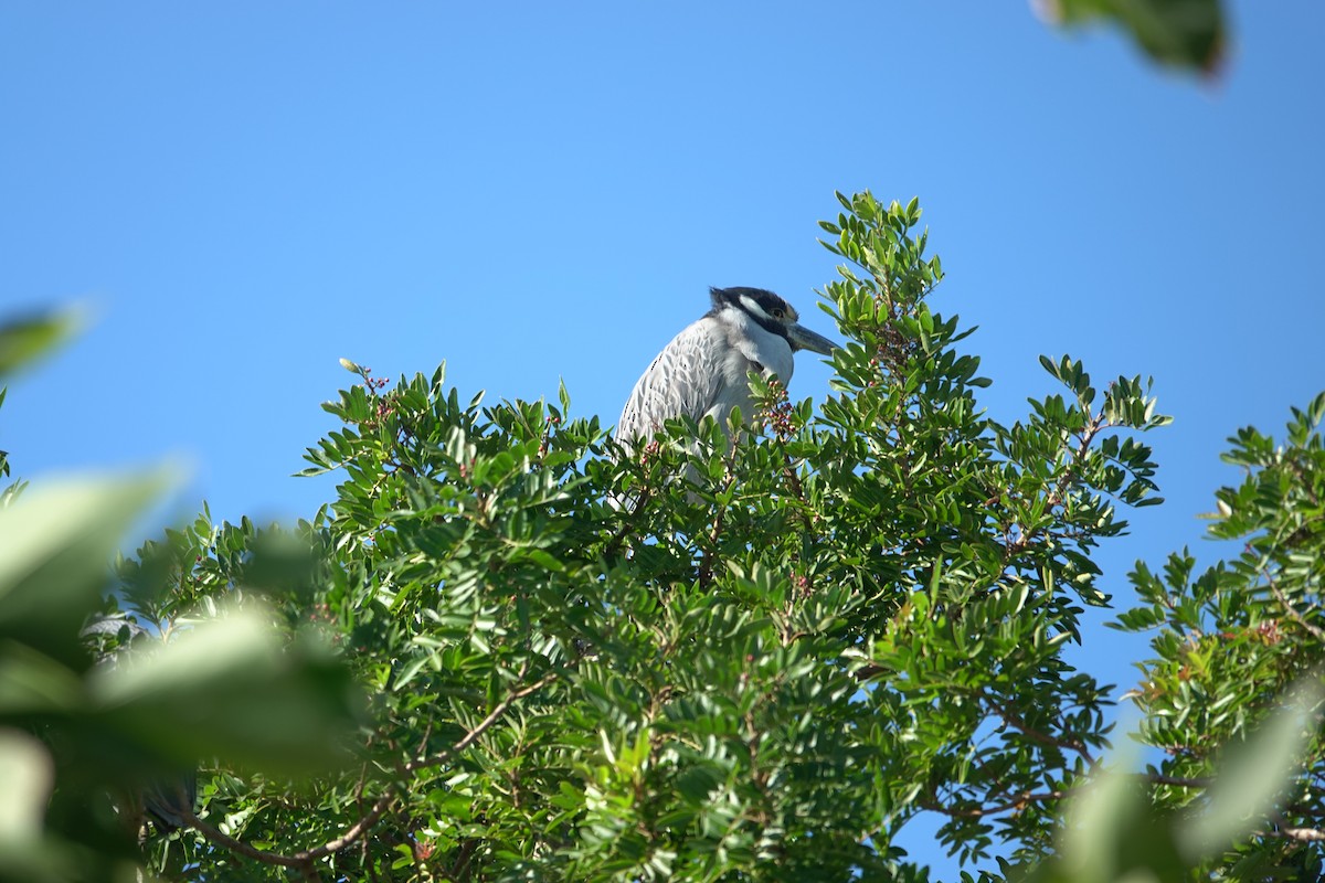 kvakoš žlutočelý - ML646772159