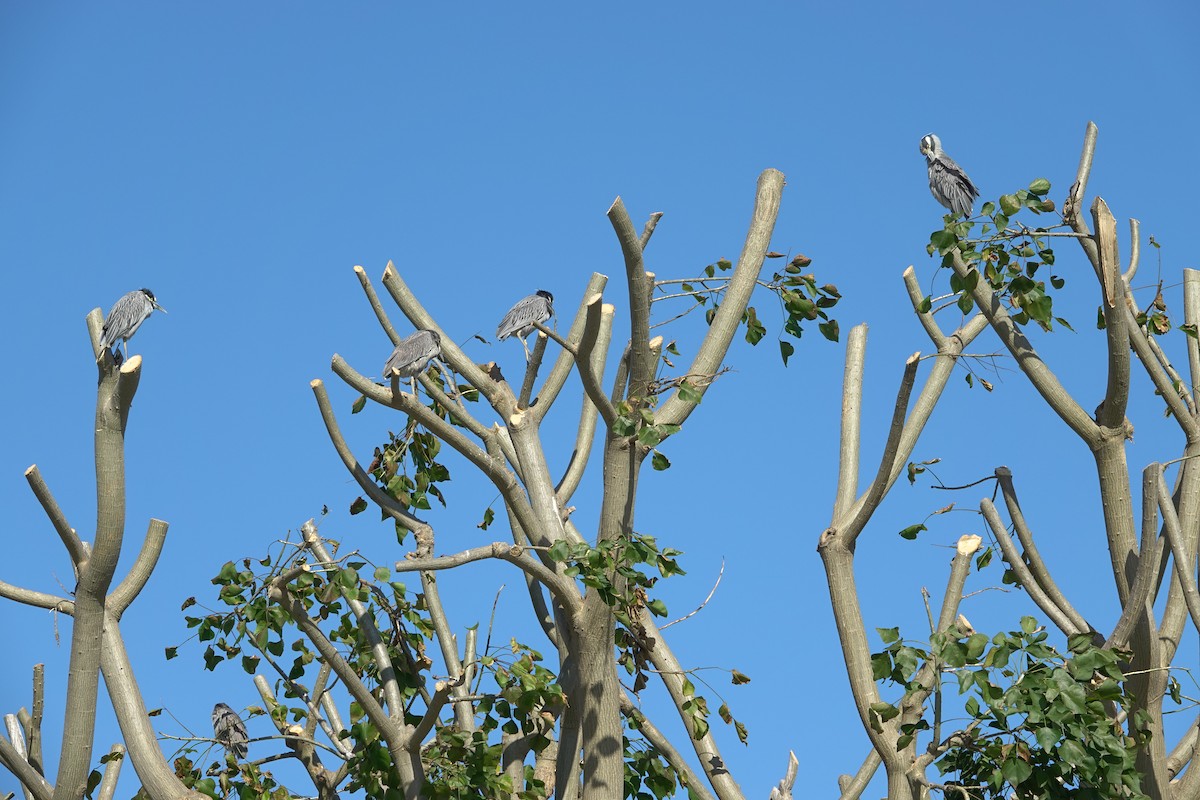 kvakoš žlutočelý - ML646772160