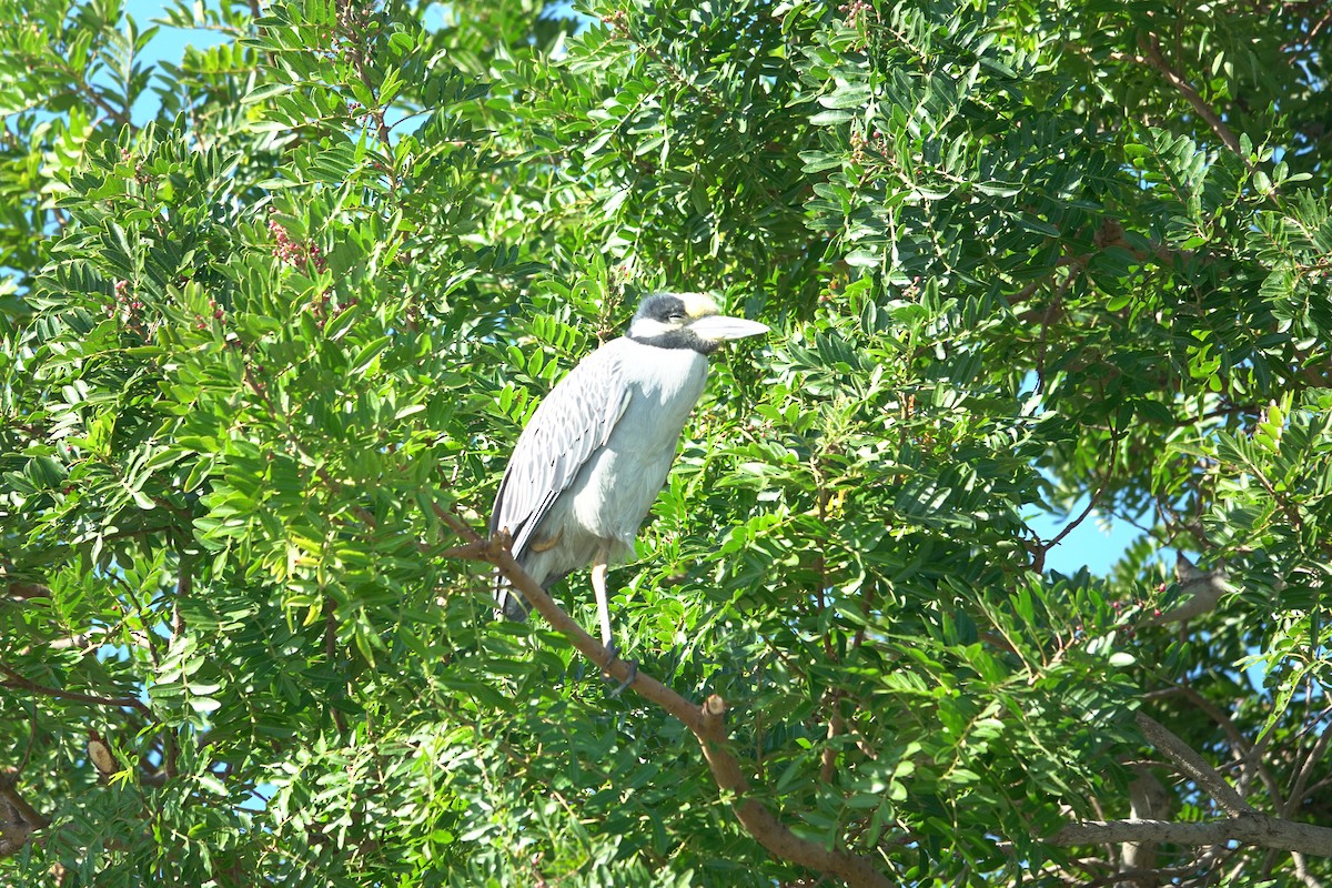 kvakoš žlutočelý - ML646772161