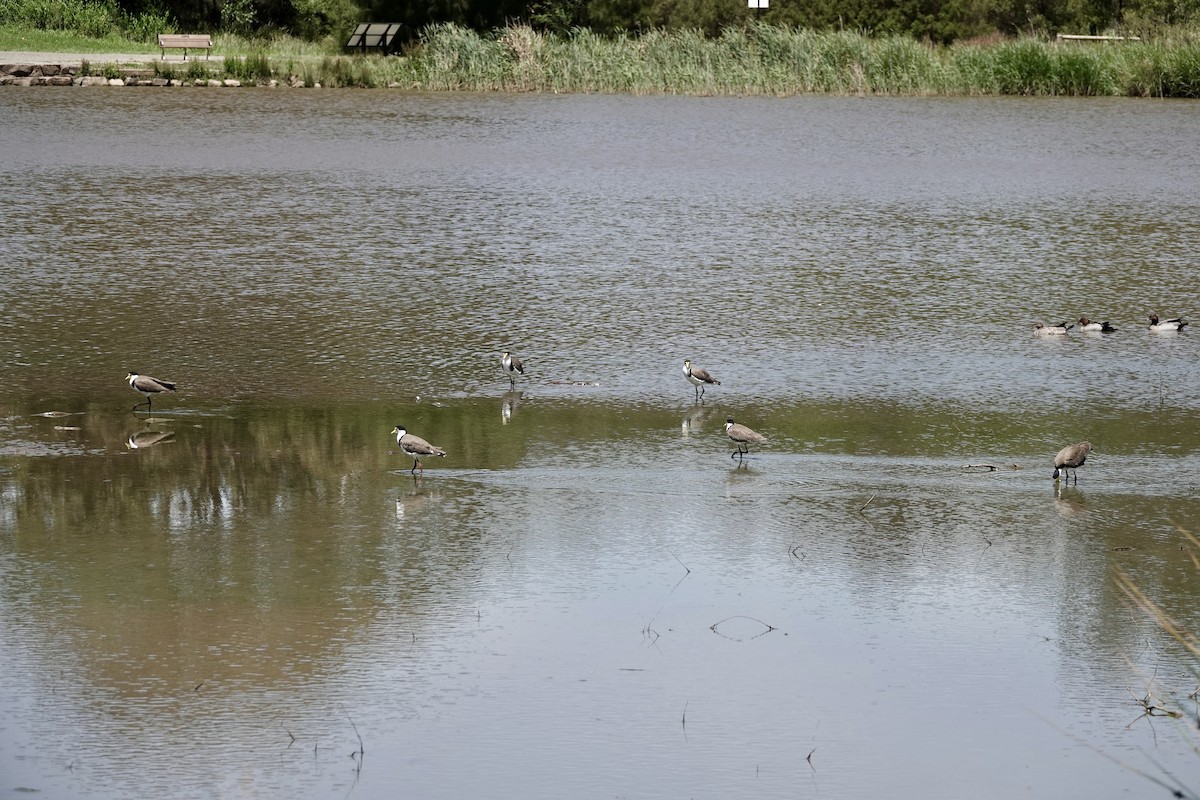 čejka australská (ssp. novaehollandiae) - ML646772163