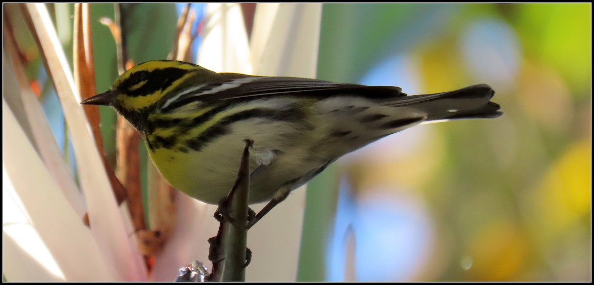 Reinita de Townsend - ML646772165