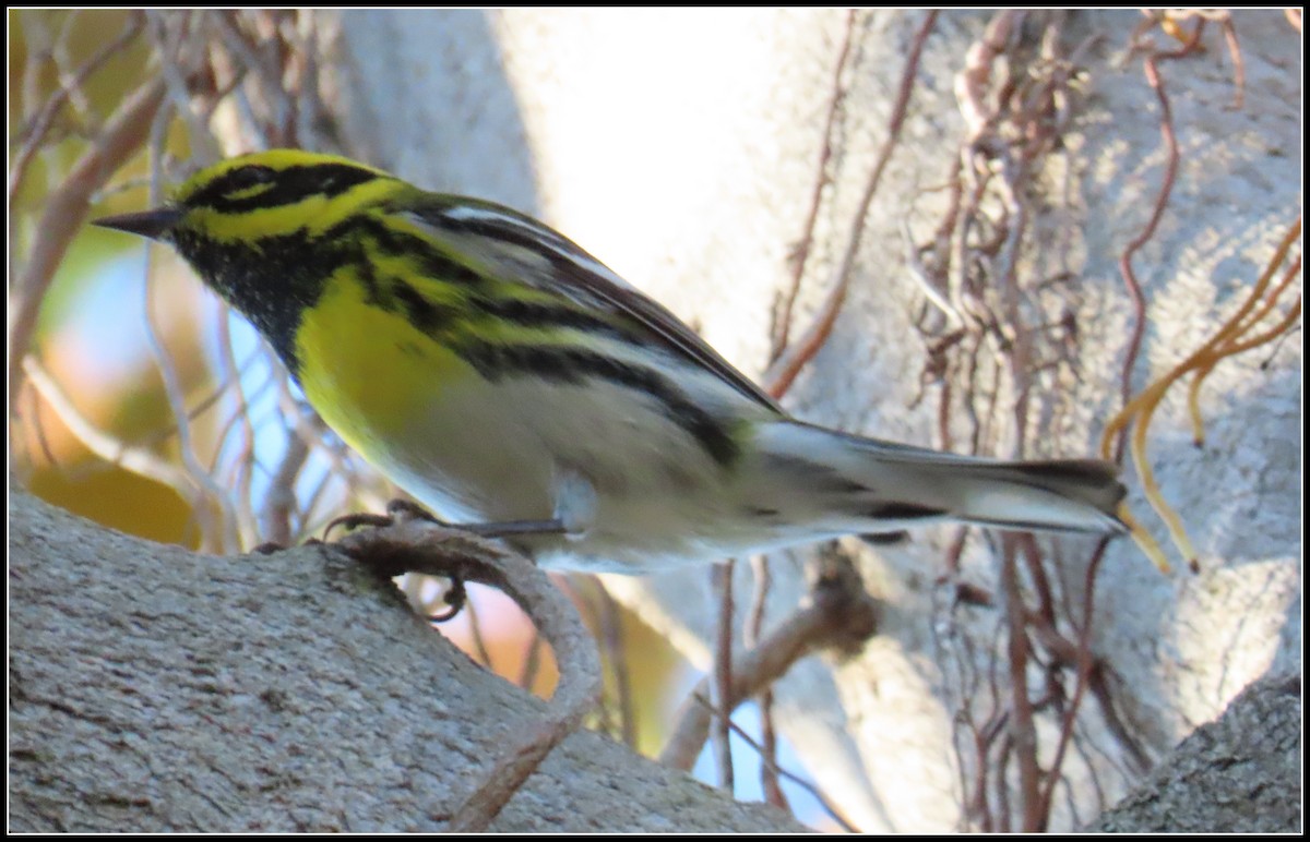 Reinita de Townsend - ML646772166