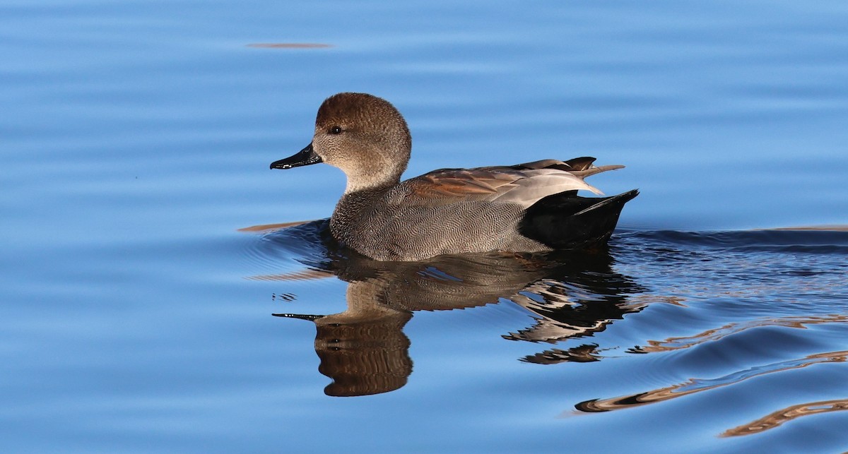 Gadwall - ML646772168