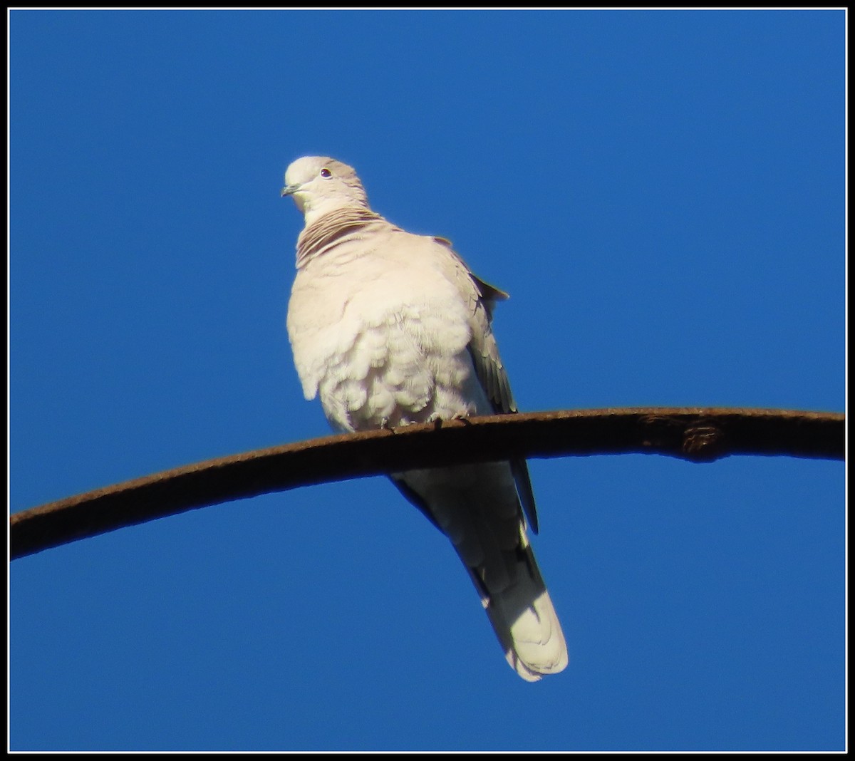 hrdlička zahradní - ML646772169