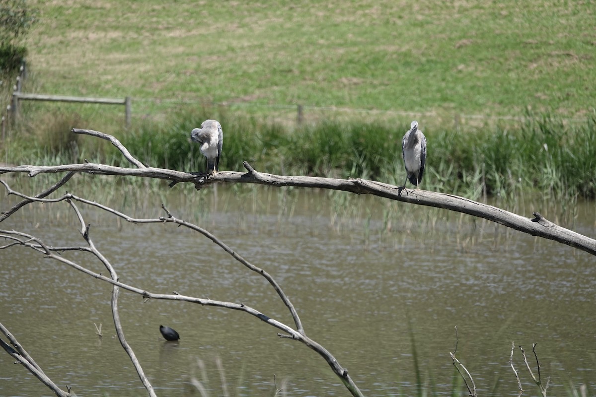 volavka bělolící - ML646772174