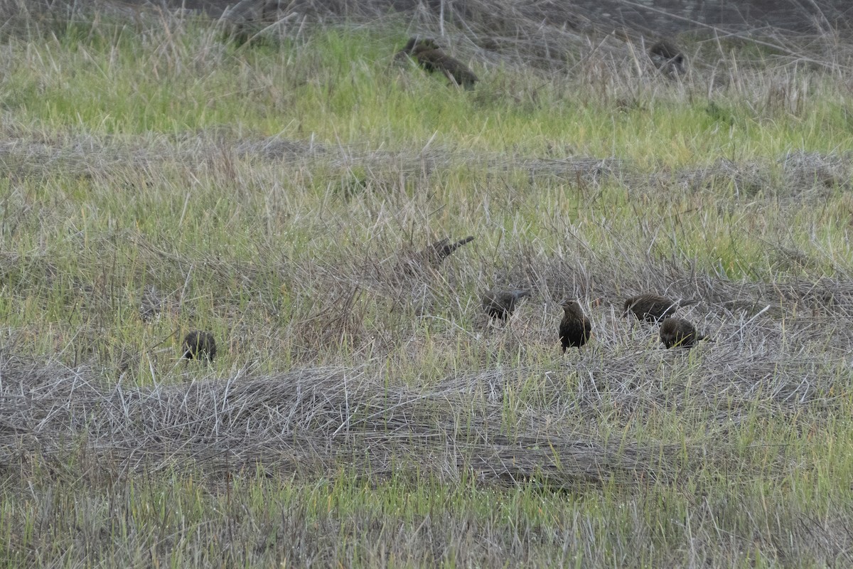 Еполетник червоноплечий - ML646772175