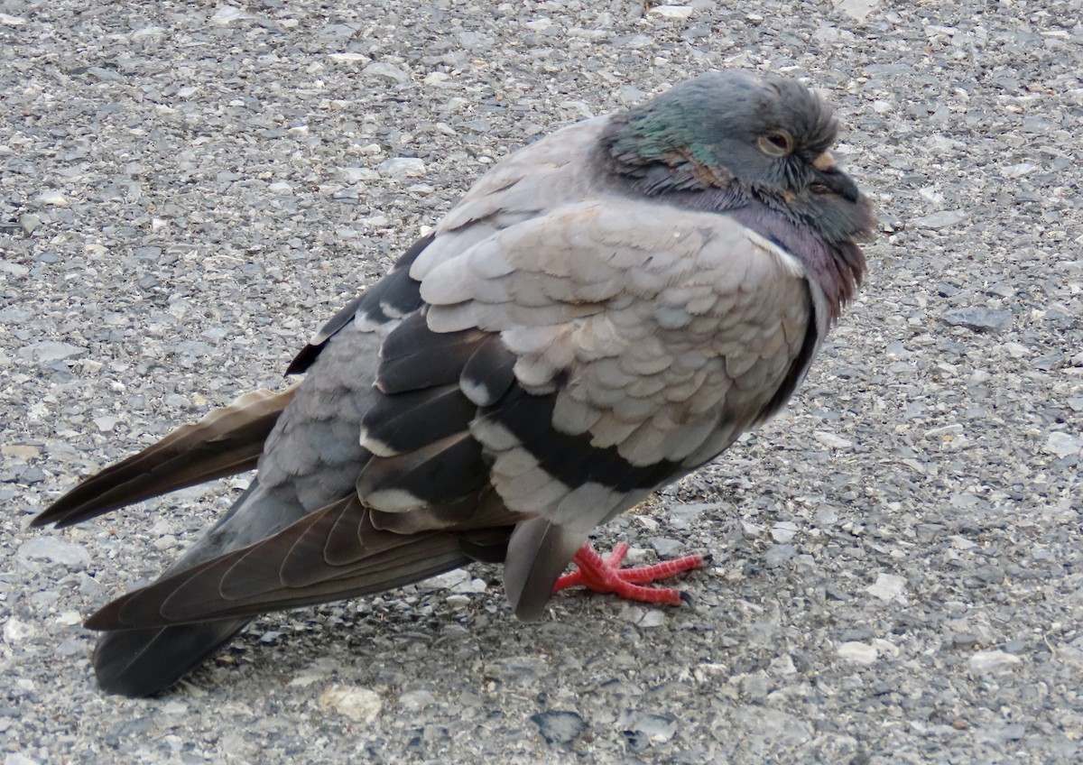 カワラバト（ドバト、家畜型） - ML646772176