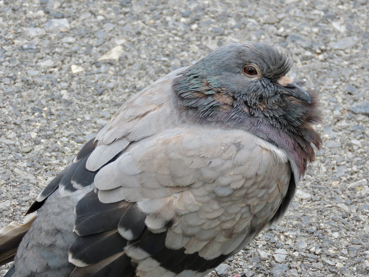 カワラバト（ドバト、家畜型） - ML646772177