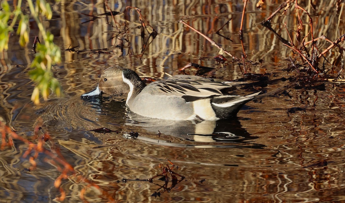 Northern Pintail - ML646772178