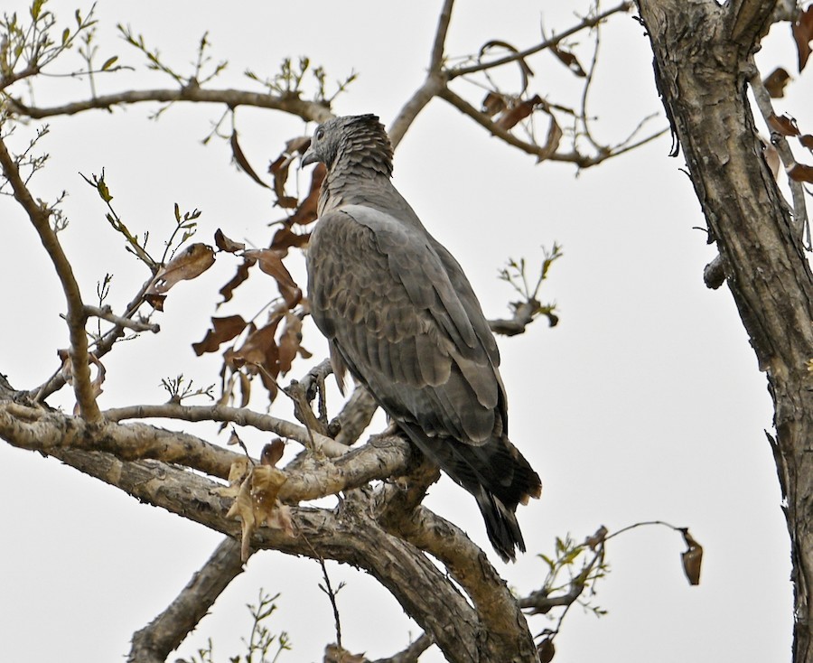 Oriental Honey-buzzard - ML646772181
