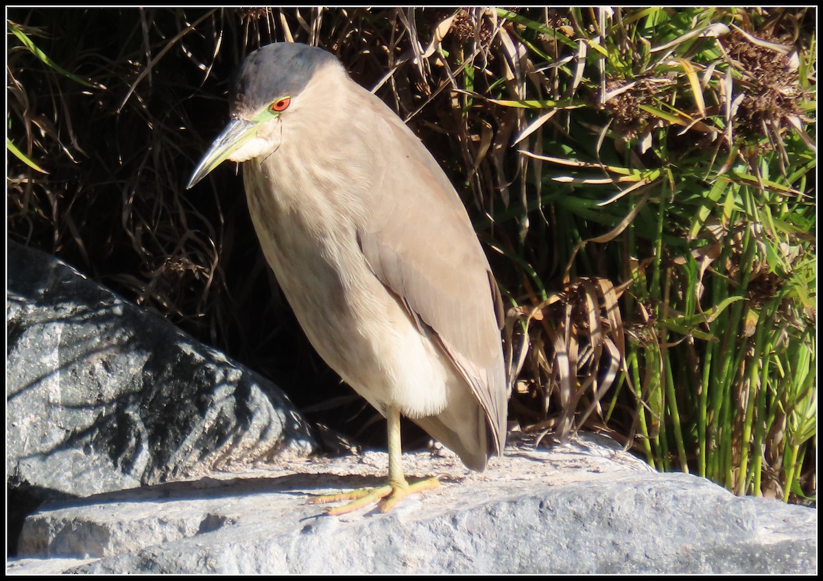 Martinete Común - ML646772183