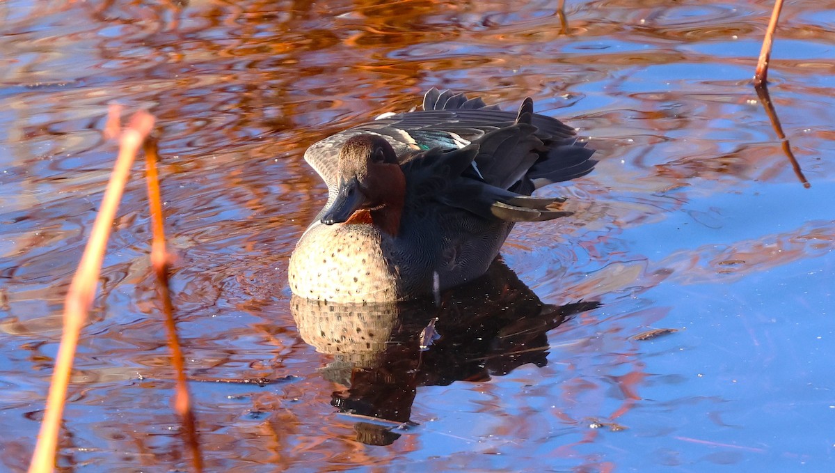 Green-winged Teal - ML646772185