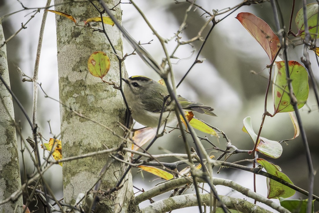 Erregetxo amerikarra - ML646772186