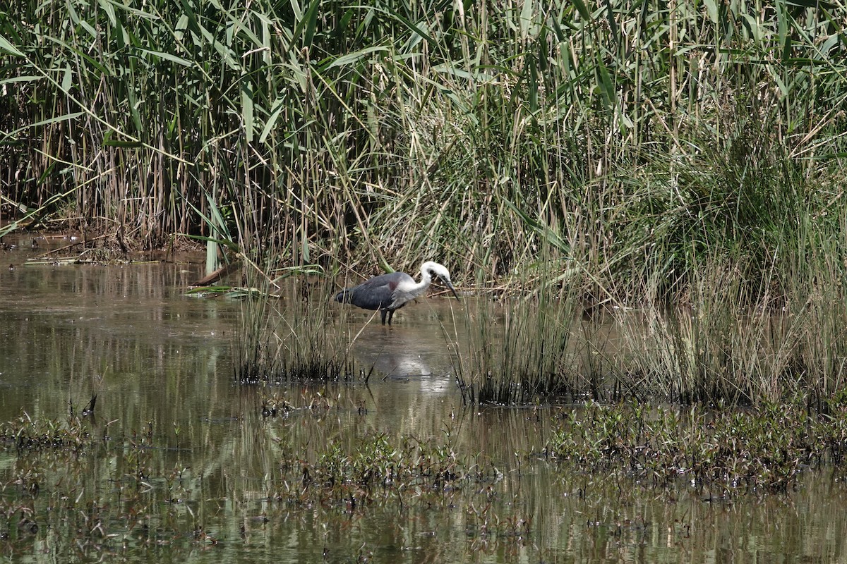 volavka bělokrká - ML646772187