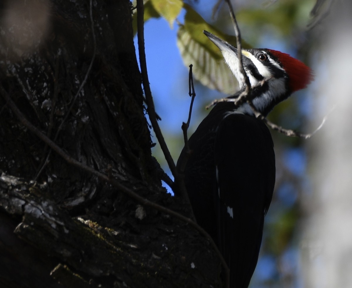 Pileated Woodpecker - ML646772190