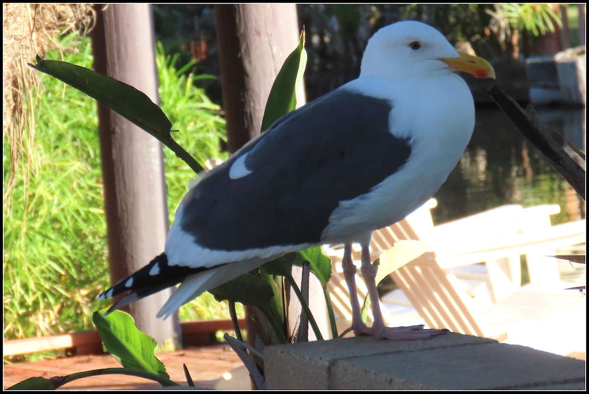 Gaviota Occidental - ML646772192