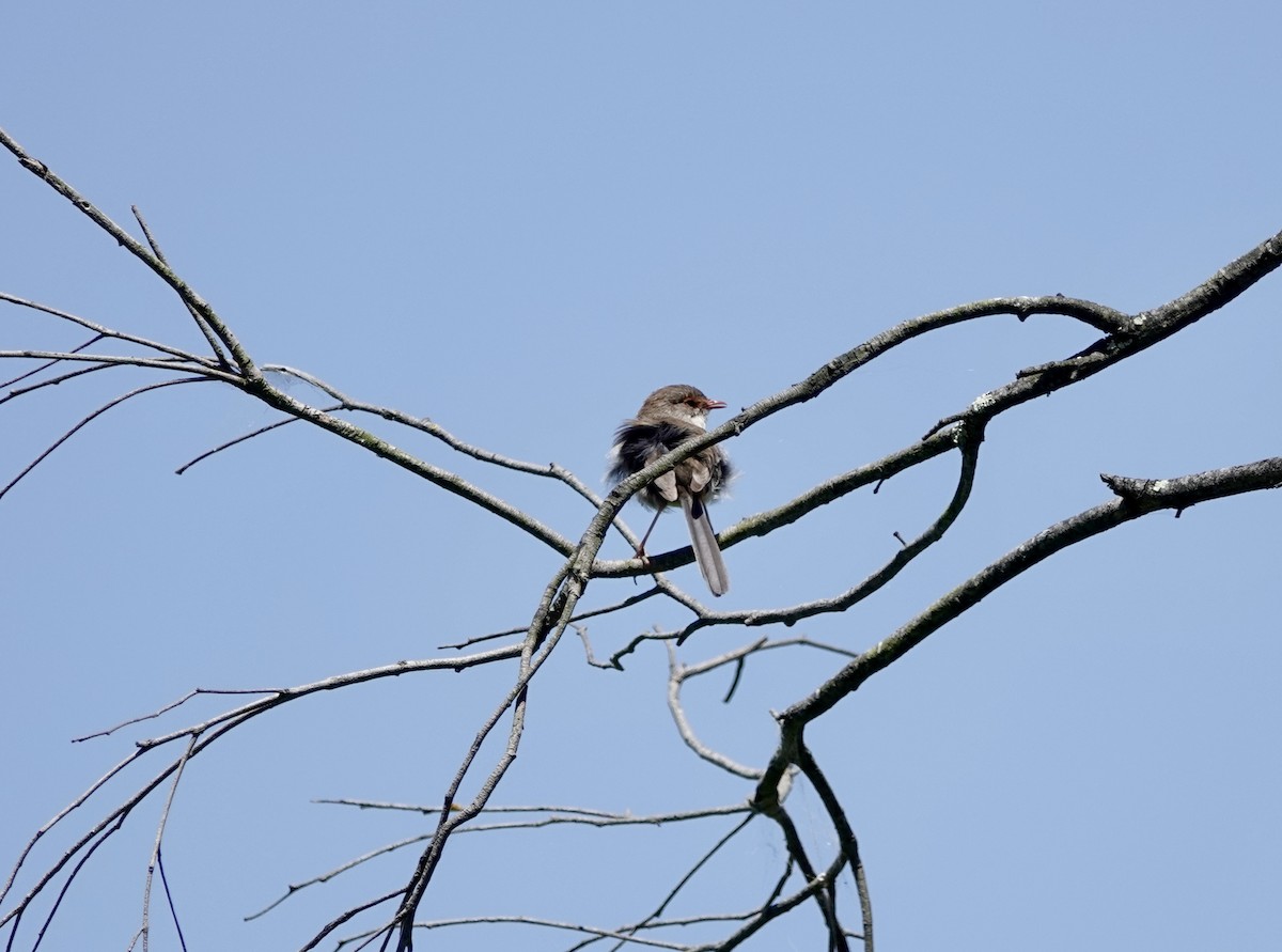 modropláštník nádherný - ML646772202