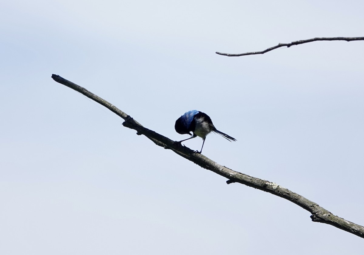 modropláštník nádherný - ML646772203