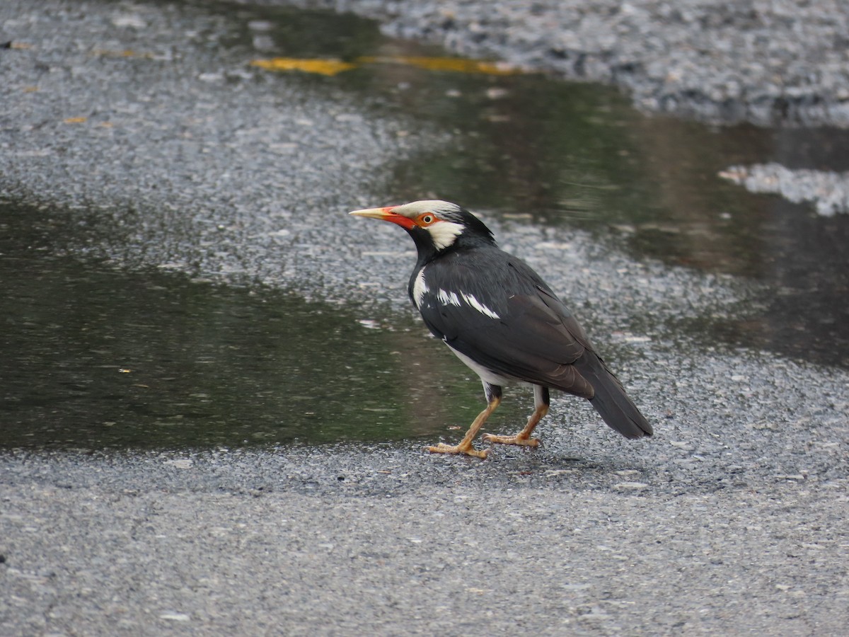 Siamese Pied Starling - ML646772205
