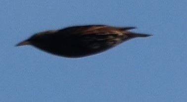 Estornino Pinto - ML646772208