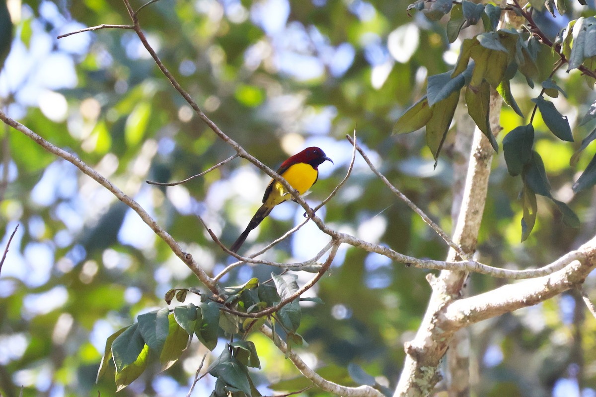 Mrs. Gould's Sunbird (Purple-rumped) - ML646772211
