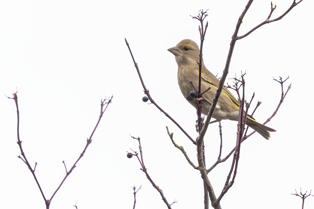 Обыкновенная зеленушка - ML646772212