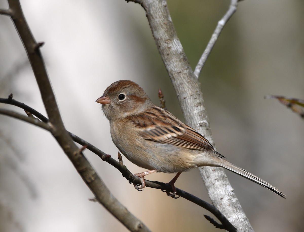 Field Sparrow - ML646772213