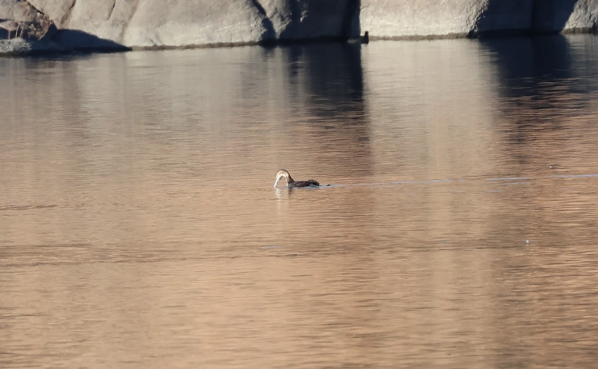 Eistaucher - ML646772215