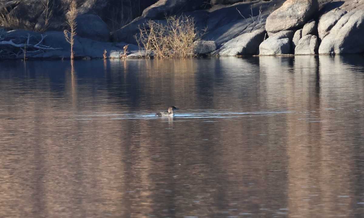 Eistaucher - ML646772216