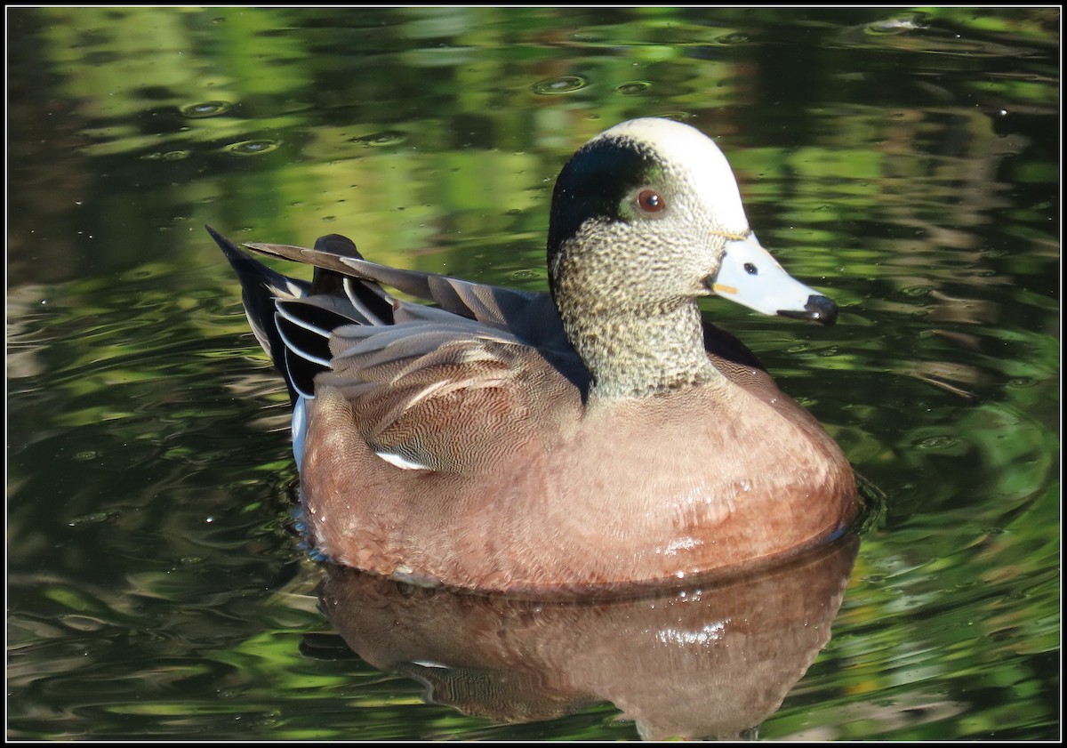 Silbón Americano - ML646772219