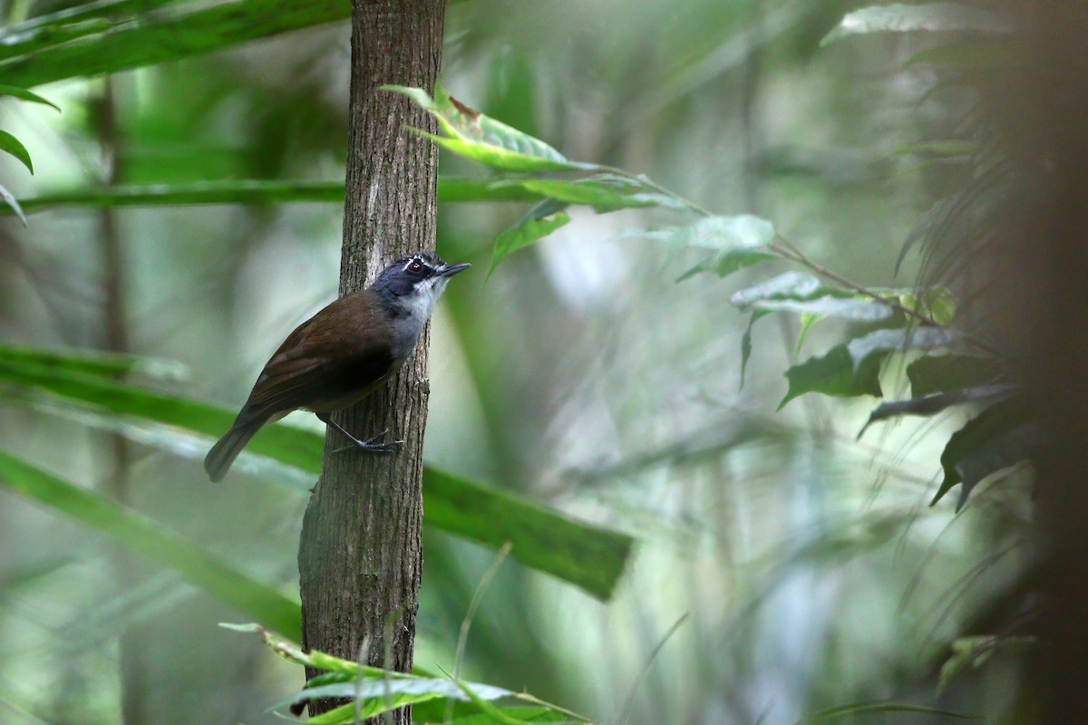 Gray-breasted Babbler - ML646772226