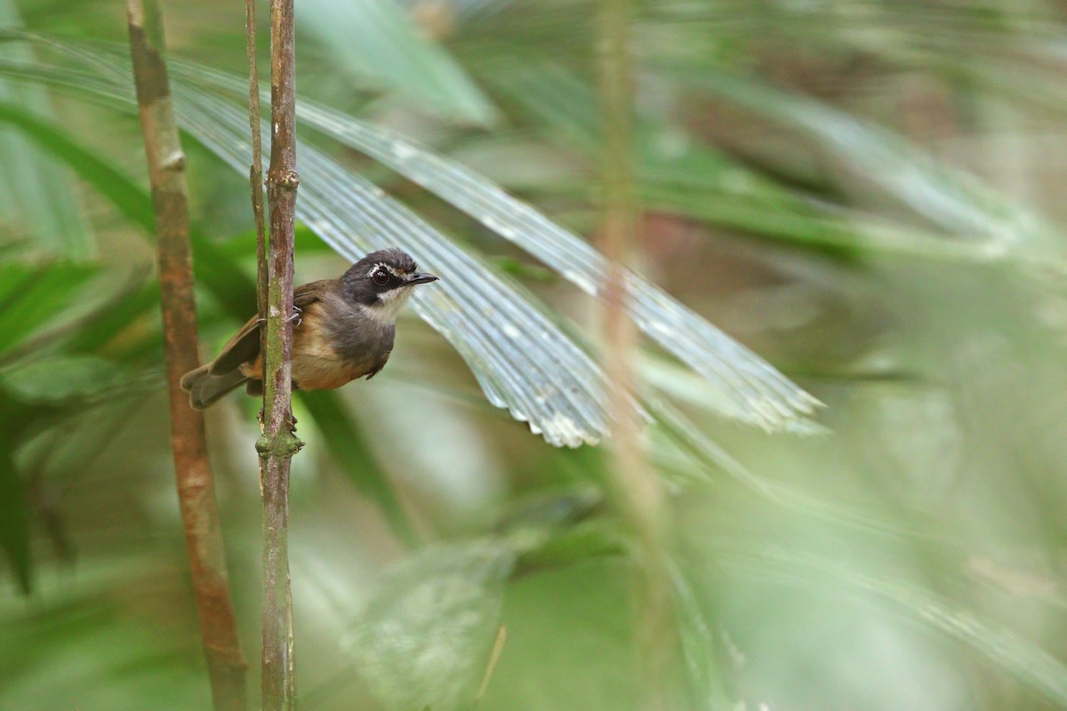 Gray-breasted Babbler - ML646772227