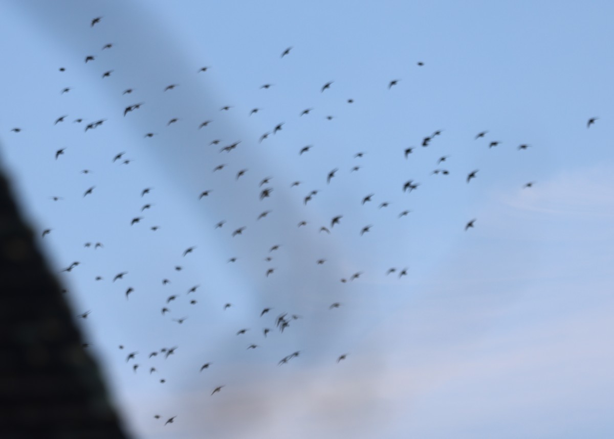 Estornino Pinto - ML646772228