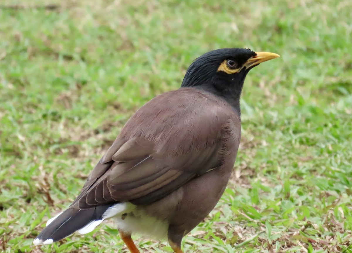 インドハッカ - ML646772231