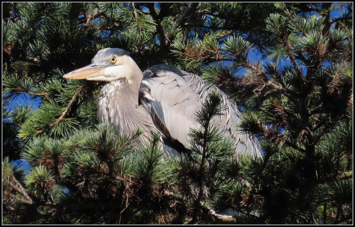 Garza Azulada - ML646772232