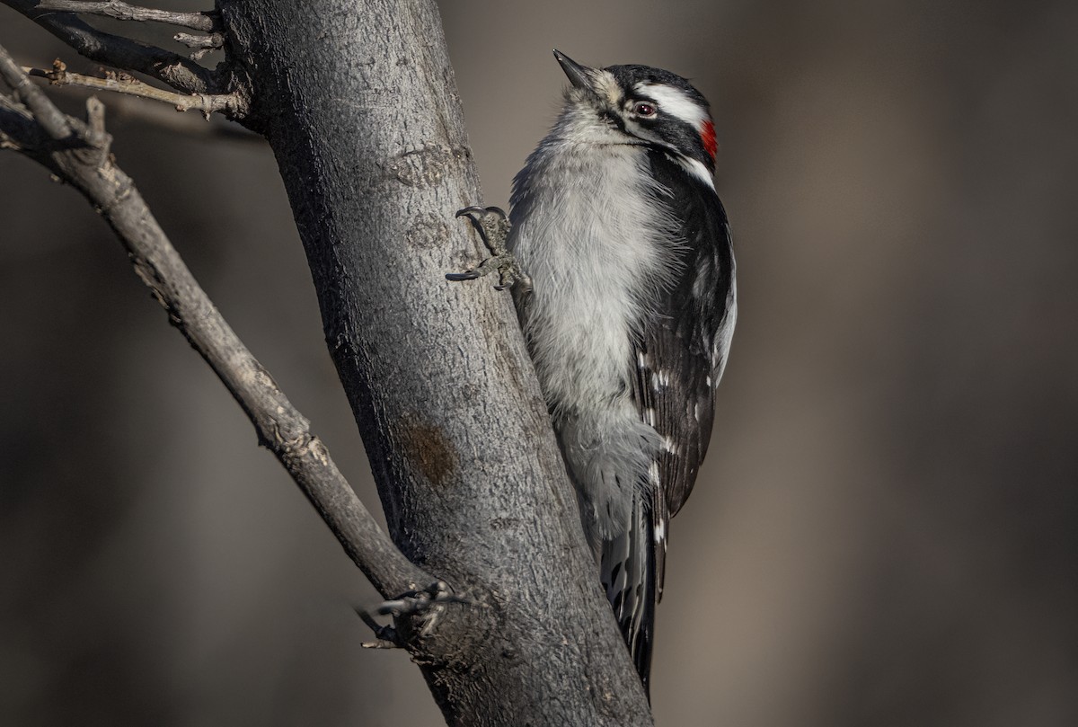 Downy Woodpecker - ML646772233